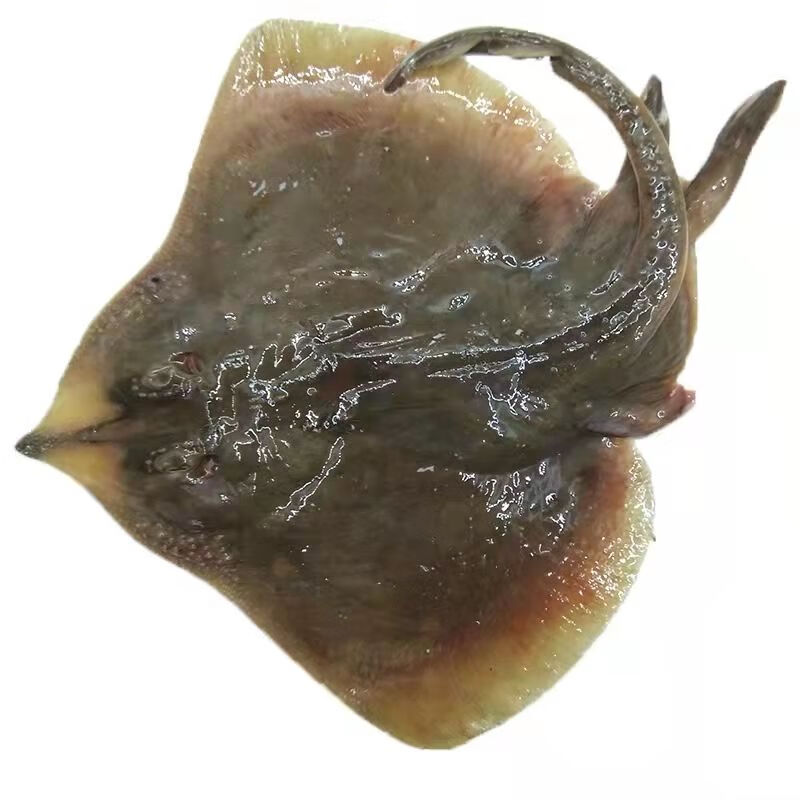 芳玫整条老板鱼老板鱼魔鬼鱼鳐鱼老子鱼孔鳐鱼新鲜海捕芳玫 一整条