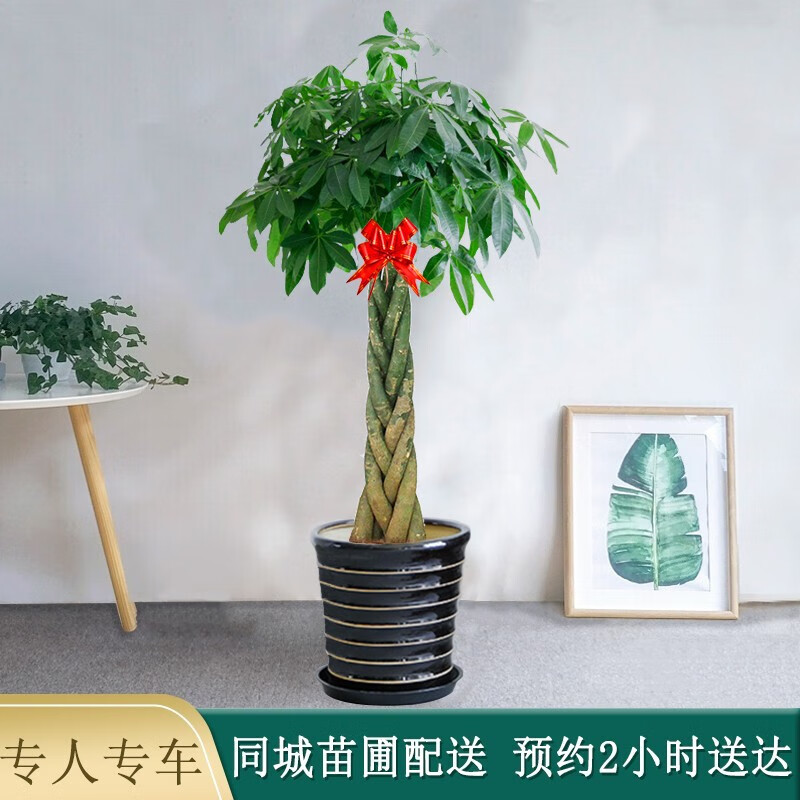 京东大型绿植历史价格查询在哪|大型绿植价格比较