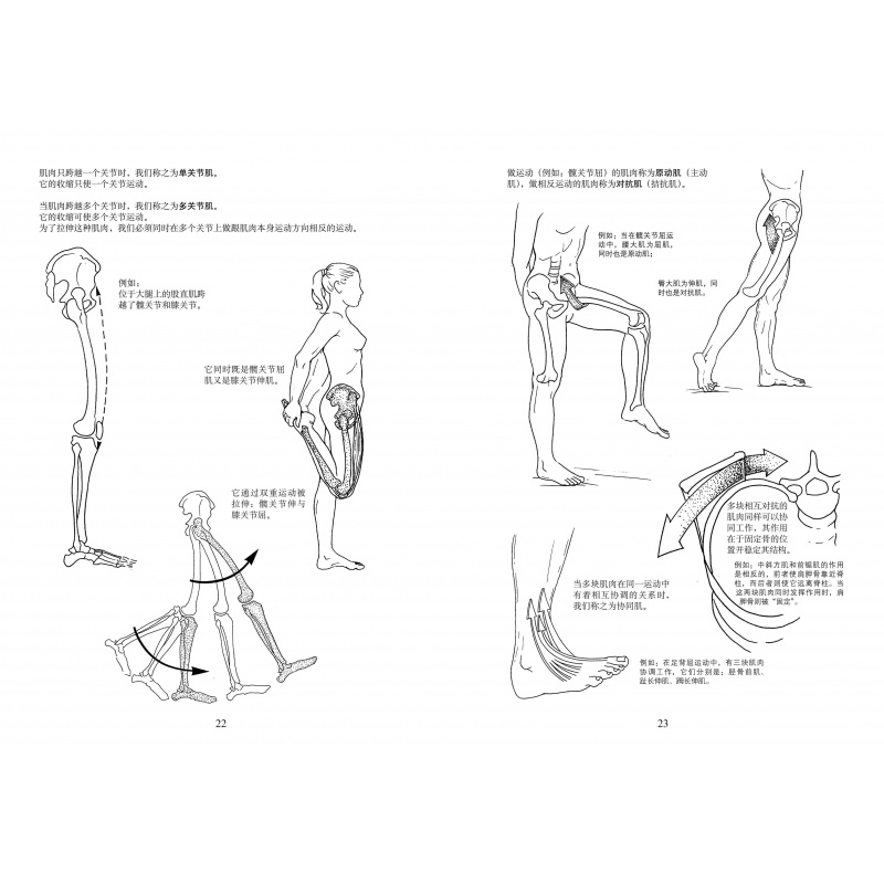 运动解剖书:运动者终要读透的身体技能解析书 欧洲经典运动类工具书 手绘图+超详尽的解析文字 北京科学技术
