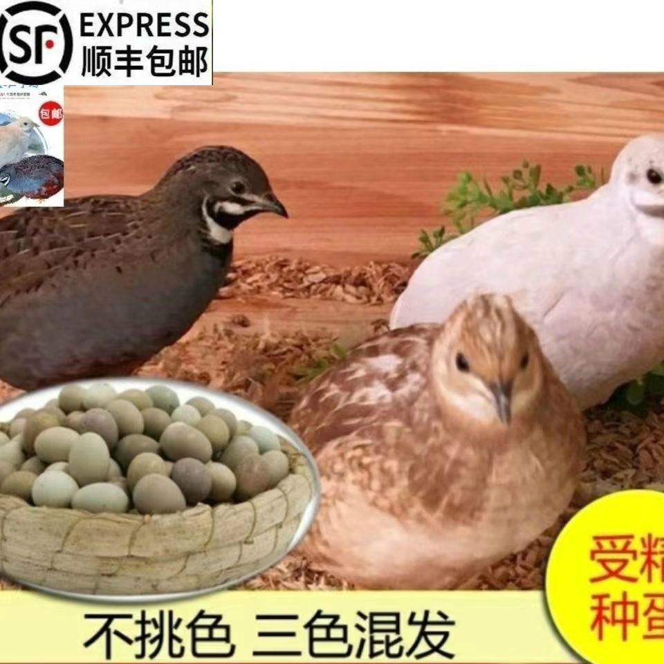 【顺丰发货】芦丁鸡受精蛋可孵化鸡蛋宠物鸡种蛋观赏鸡纯白礼服德国变异迷你鸡 国产三色含少量变异12枚（2枚是备损）使用感如何?