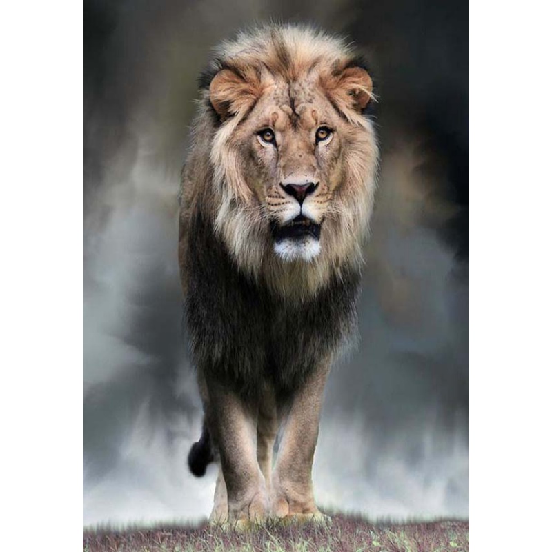 狼天影  狮子海报墙贴画动物非洲雄狮猛兽简约宿舍卧室房间墙上床头