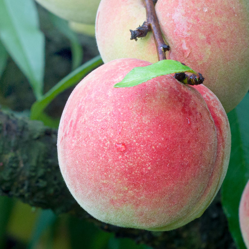 (顺丰速运/古田直发)福建古田水蜜桃 白凤桃红皮甜脆桃子官州高山甘甜