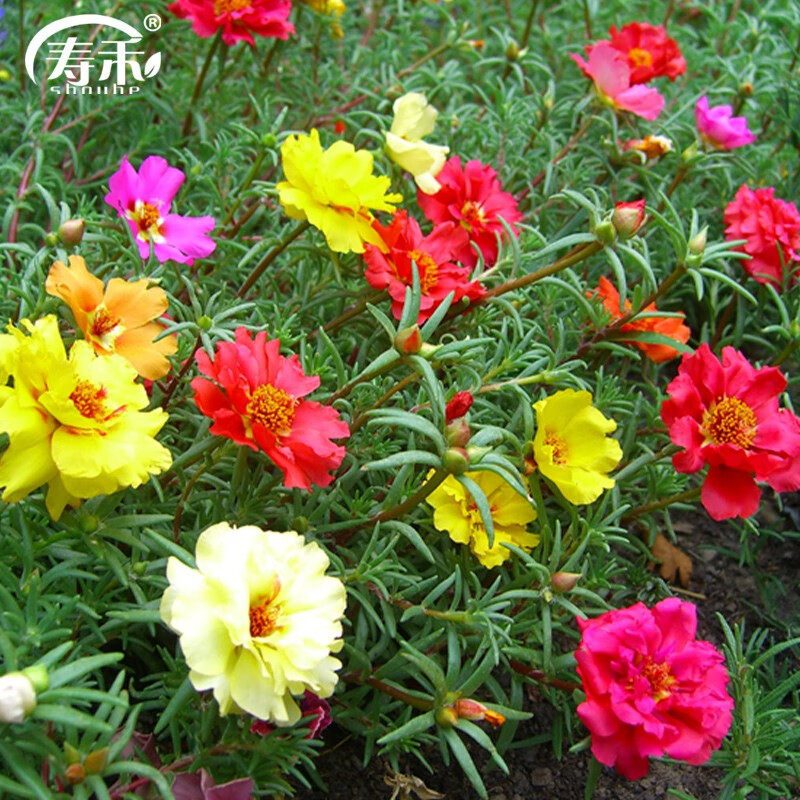 寿禾 重瓣太阳花花籽盆栽种子春冬季 混色重瓣太阳花种子1万粒