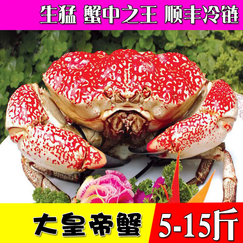 【鲜活皇帝蟹】5斤起拍 5-20斤大小澳洲皇帝蟹大超巨型拟滨蟹满黄 /只 11斤