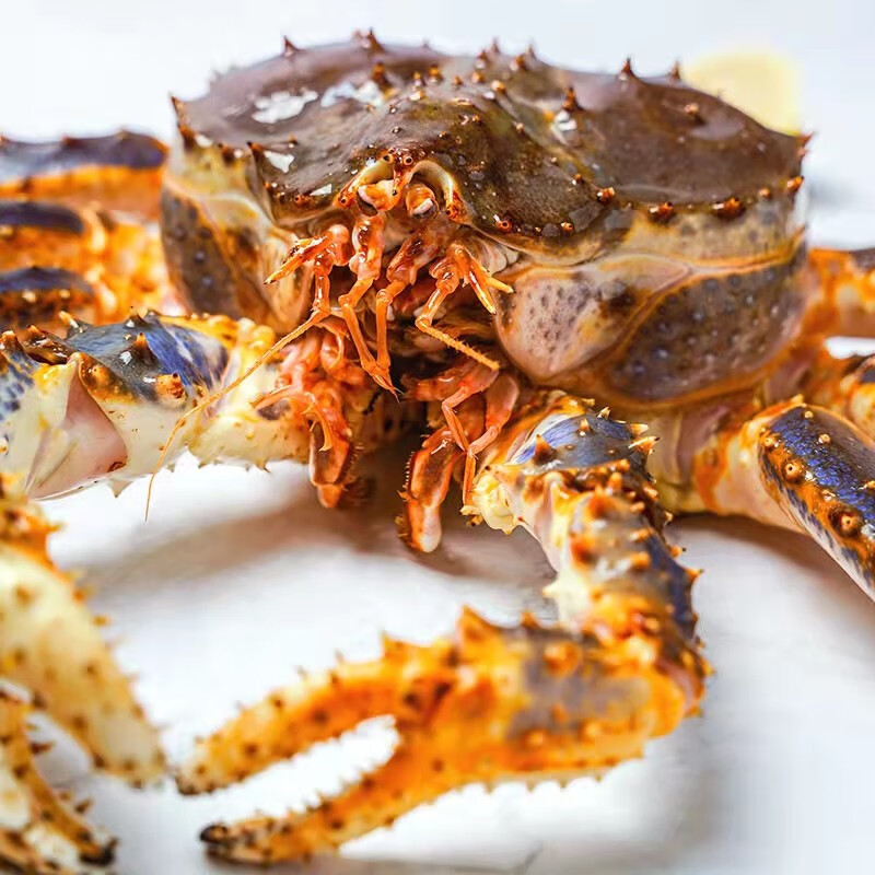 【膳富贵】俄罗斯生冻帝王蟹冰鲜活冻长脚蟹帝皇蟹海鲜水产礼盒 8-8.5斤一只 活冻帝王蟹