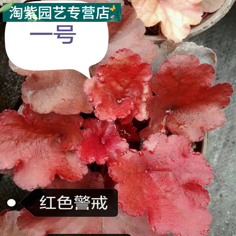 村矾根盆栽室内外 四季观叶植物  耐寒  喜阴易养殖 带盆栽 红色警戒