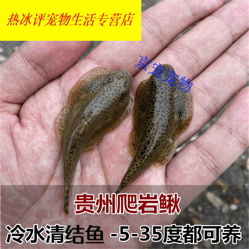 穗桓贵州爬岩鳅双吸盘冷水鱼清洁鱼吸鳅除藻不加温琵琶鼠 贵州爬岩鳅1