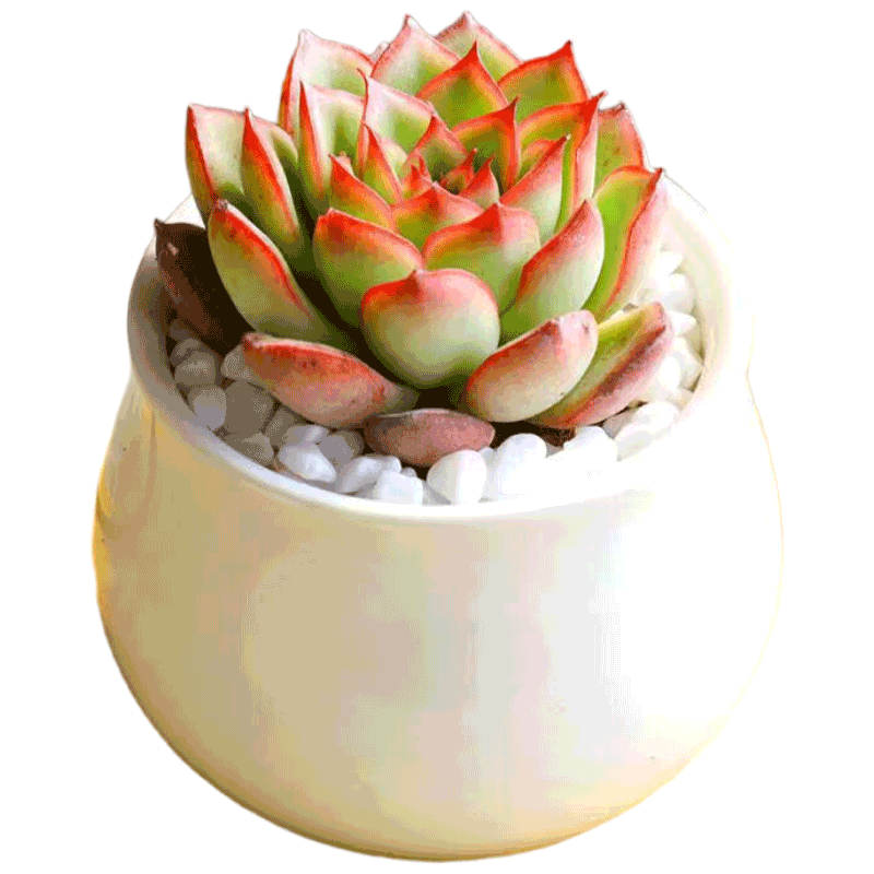 ֲֲ ө+С׸մ Դͷֱ 49.2Ԫ4(12.3Ԫ/)