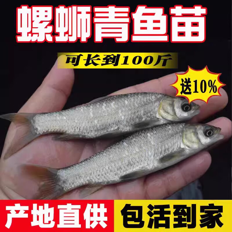 螺蛳淡水养殖食用青混灰草正宗黑皖大型活体小螺丝青鱼鱼苗鱼苗批发 50条6-8厘米青鱼苗【10%防损】怎么样,好用不?