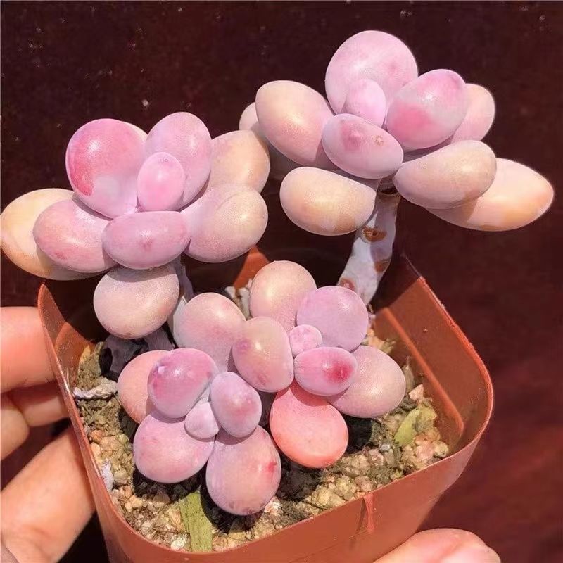 绩光 亚美桃蛋奶酪橙雪球桃美人多肉胖嘟嘟室内花卉绿植盆栽 老桩桃蛋