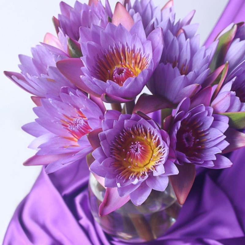 睡莲百合玫瑰满天星向日葵勿忘我鲜花直批直发室内养水插花 紫色睡莲5