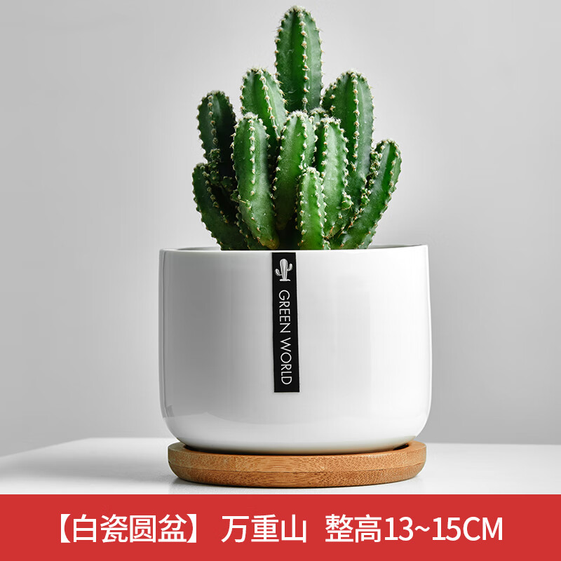 简诗多肉植物带盆办公室内桌面仙人掌仙人球绿植花卉小盆栽雅乐好养活