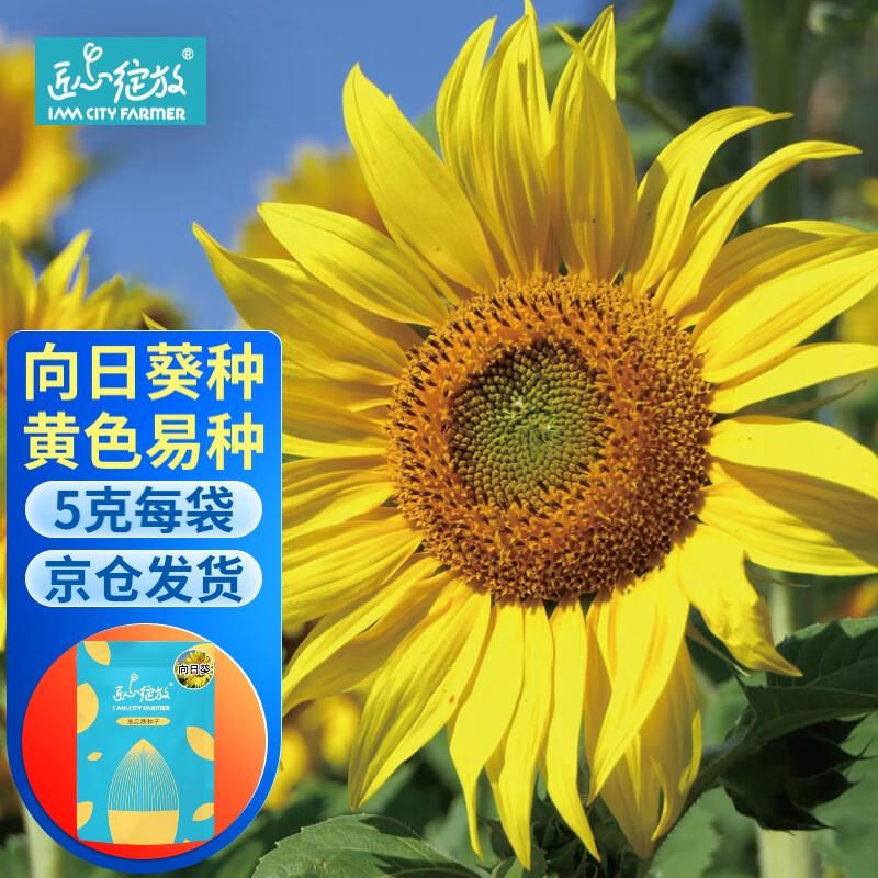 iam city farmer单瓣向日葵袋装种子种籽阳台种植观赏易生长花卉盆栽