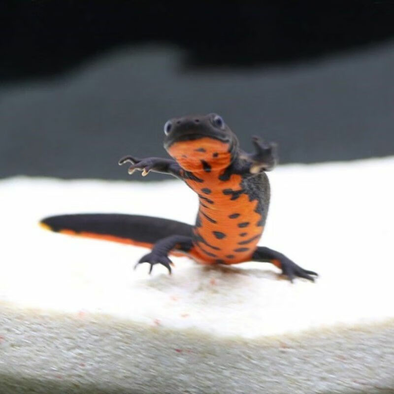 宠以沫小火龙鱼六角恐龙鱼冷水鱼鱼工具鱼清洁蝾螈金鱼锦鲤陆 小火龙4