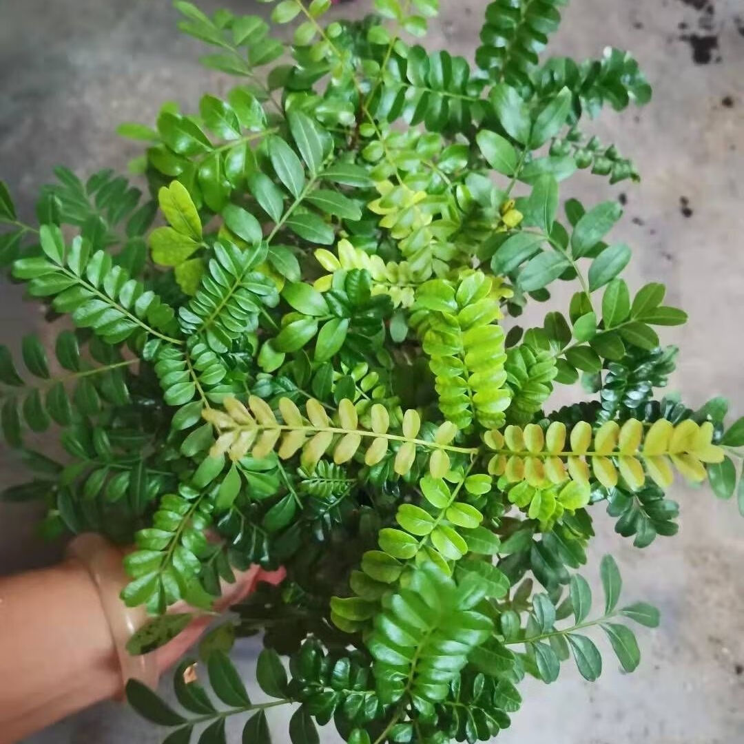 采缇云南红芽清香木盆栽正宗清香木办公室客厅室内净化空气驱蚊虫 90