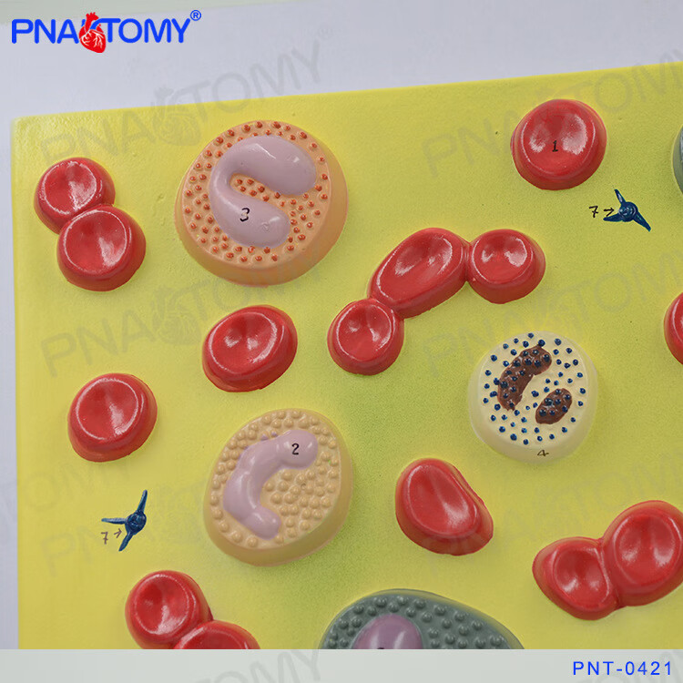 人体细胞结构放大解剖模型血细胞结构浮雕血液血小板 血液科 板 血液