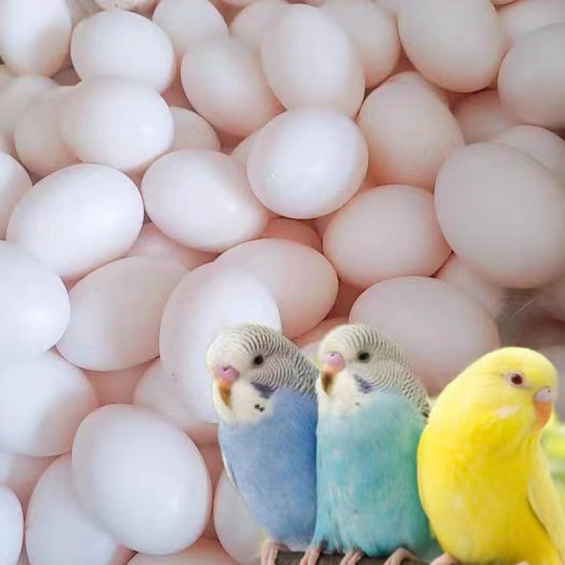 鸟蛋可人工孵化玄风宠物鹦鹉虎皮原始种蛋手养鸟 6个虎皮鹦鹉蛋【尿垫
