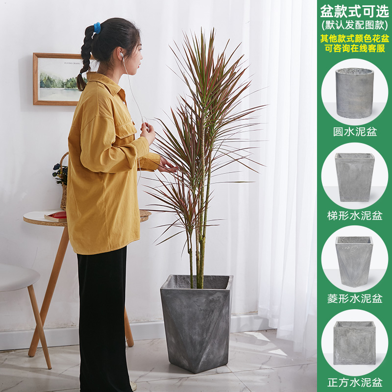 【送货到家】马尾铁大盆栽三色铁七彩铁千年铁盆景布景客厅公司设计室服装店办公室开业送礼好养易活大型植物 高150-160cm含菱形水泥盆 默认1怎么样,好用不?
