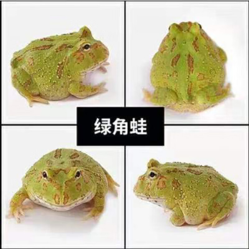 喜普角蛙角蛙活体蝌蚪绿角蛙宠物青蛙黄金角蛙蝴蝶角蛙钟角蛙- 绿角蛙