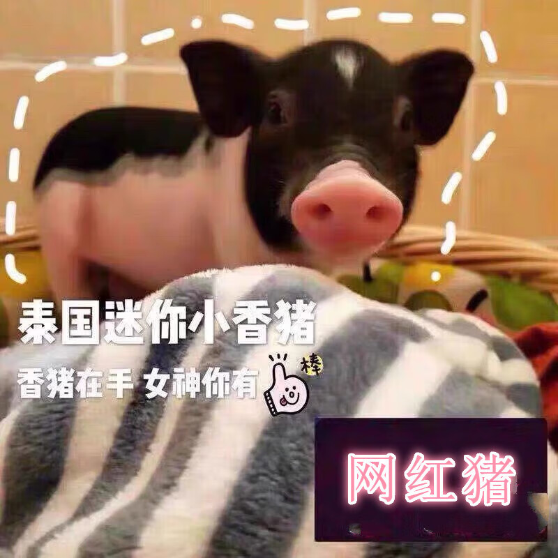 旺园兴小型好养迷你幼体网红泰国小香猪活体宠物猪好养幼崽活物猪