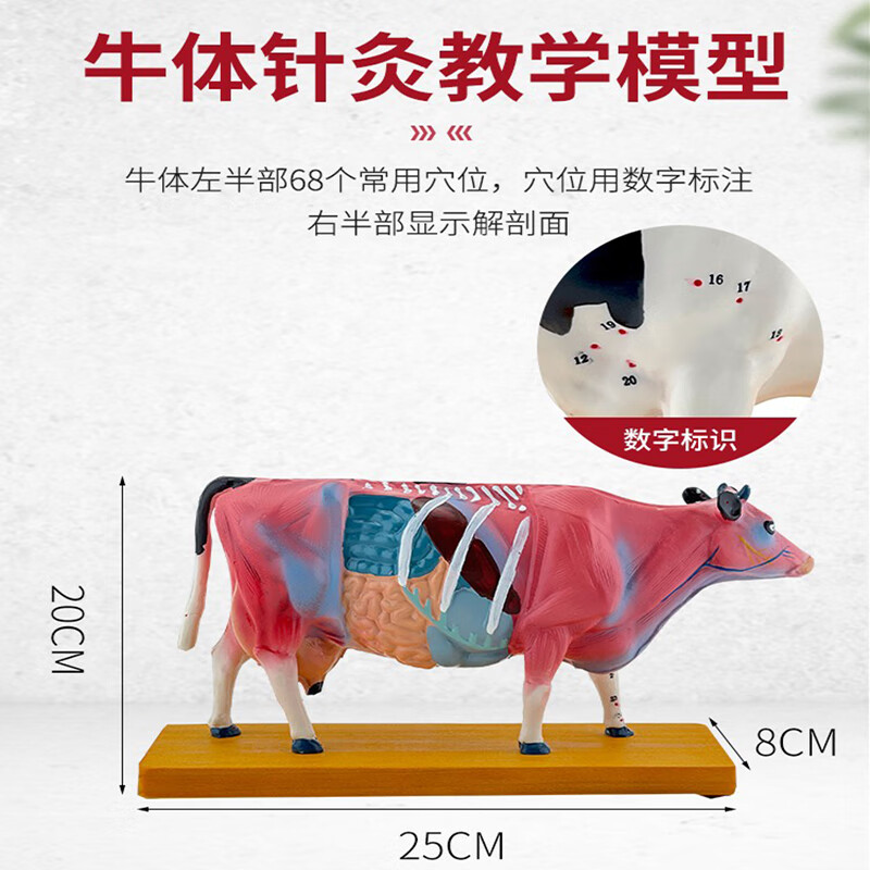 针灸模型动物穴位模型动物穴位针灸模型兽医教具 牛针灸模型 83401