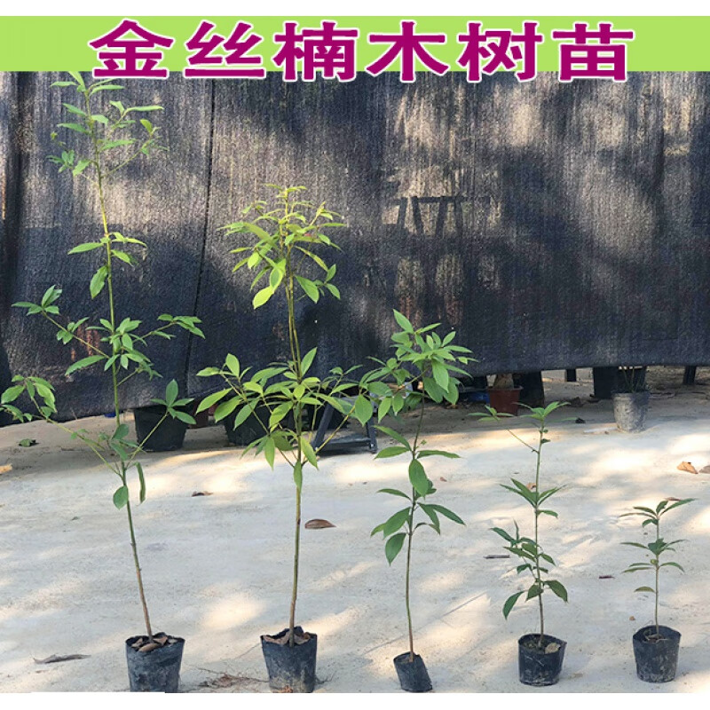 金丝楠木树苗正宗四川金丝楠木苗名贵庭院植物小叶桢楠苗 金丝楠30-40
