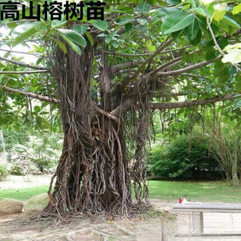 植果缘庭院绿化苗木 高山榕树苗 马榕苗 大青榕 大叶榕树苗生气根长