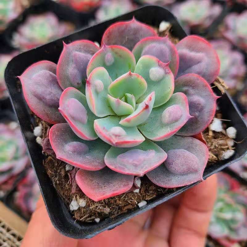 鑫干和(xinganhe)雨滴群生老桩多肉植物盆栽肉肉新手植物办公室创意