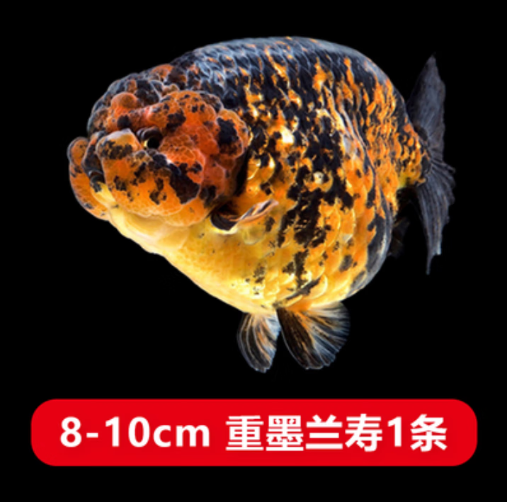 精品兰寿金鱼活鱼奶牛玉兔潘氏兰寿苗鱼淡水蓝瘦鱼冷水观赏鱼[8-10cm