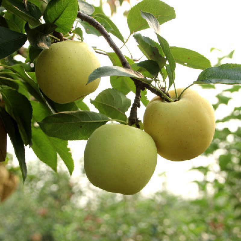 果室内四季红富士水果树苗好成活阳台小果树 黄元帅4年苗【盆栽树形】