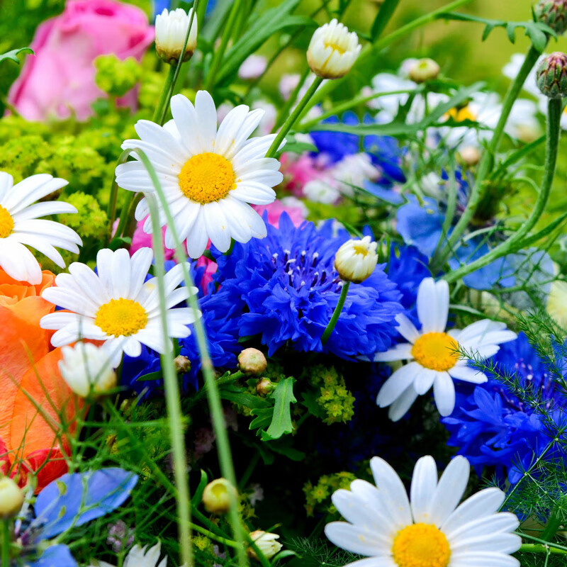 绿林花语矢车菊种子易播四季开花花籽耐寒蓝芙蓉阳台盆栽庭院室外花海