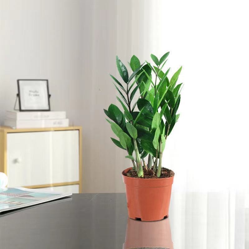 怎么看大型绿植历史价格|大型绿植价格历史