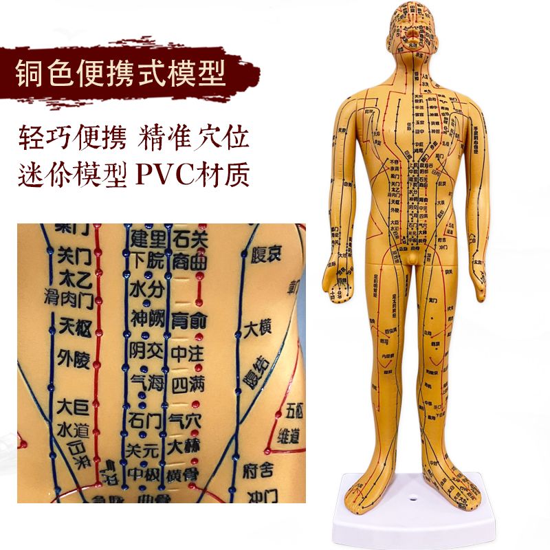 京健康人体经络穴位模型针灸穴位人体模型全身家用中医十二经 铜色