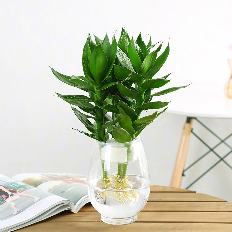 富贵竹塔荷花竹观音竹水培转运竹开运竹花卉绿植物节节高盆栽花苗