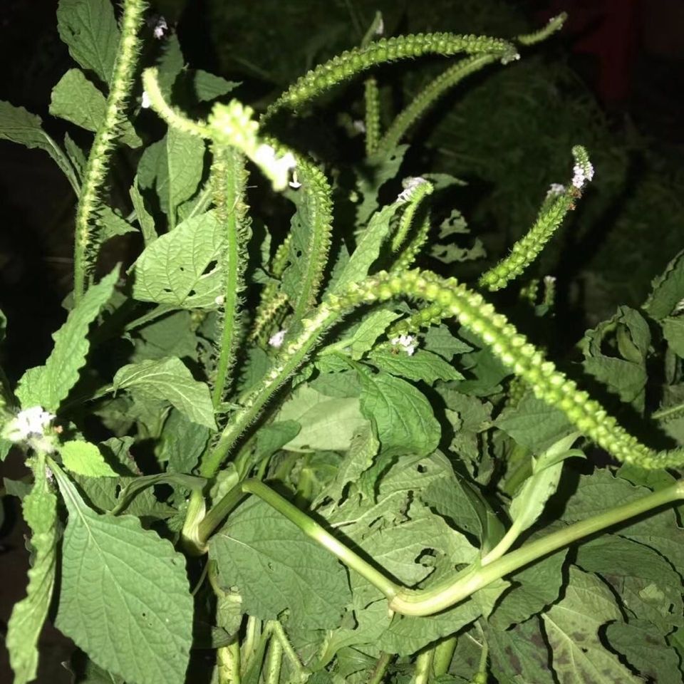 伟博清毒 排脓散结新鲜中草药狗尾虫,大尾摇,大狗尾 500g