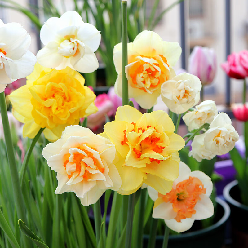 刘不丁国产漳州水仙进口洋水仙盆栽耐寒大球水土培种球根秋冬季花卉