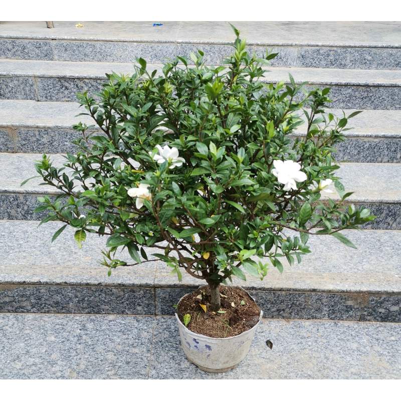 大叶栀子花 栀子花盆栽大树苗 开花绿植 小叶栀子花8年苗 不含盆