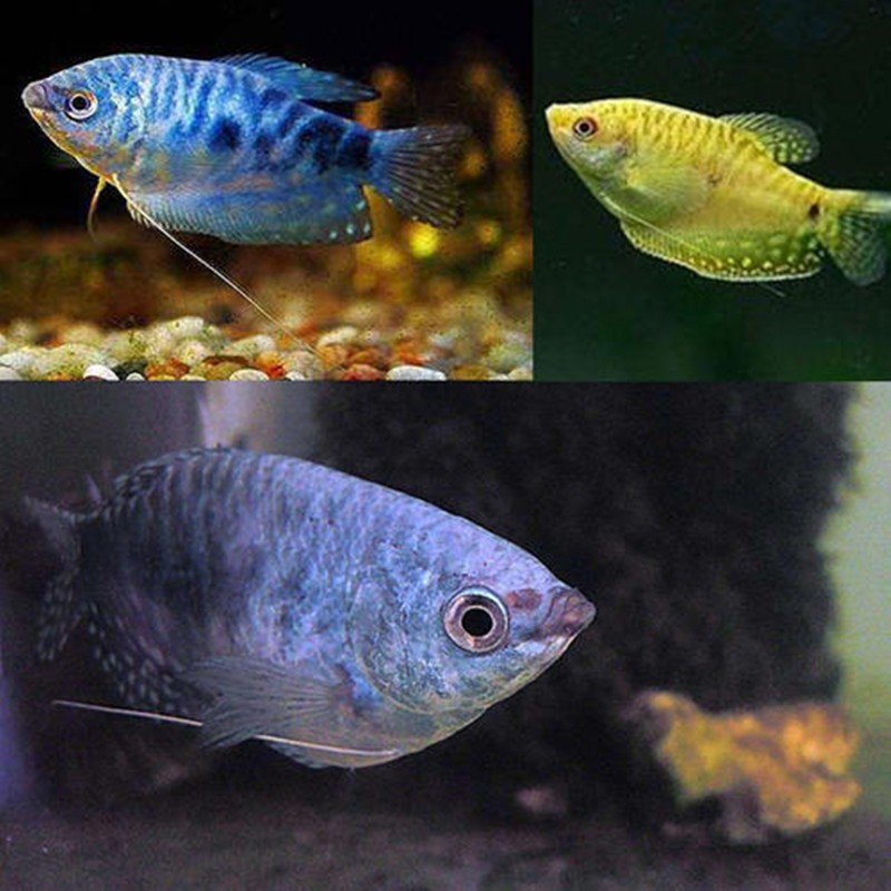 曼龙鱼活体热带中小型淡水观赏鱼练手宠物鱼耐活黄蓝曼龙丽丽鱼 曼龙4