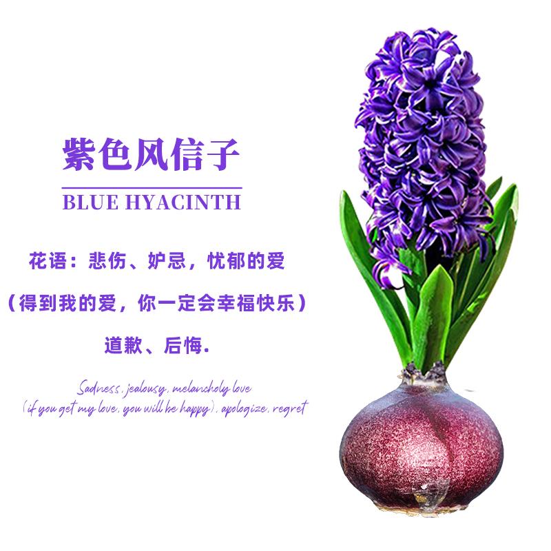 百萌紫色风信子种球水培套装盆栽植物客厅室内花卉桌面观赏绿植物好养