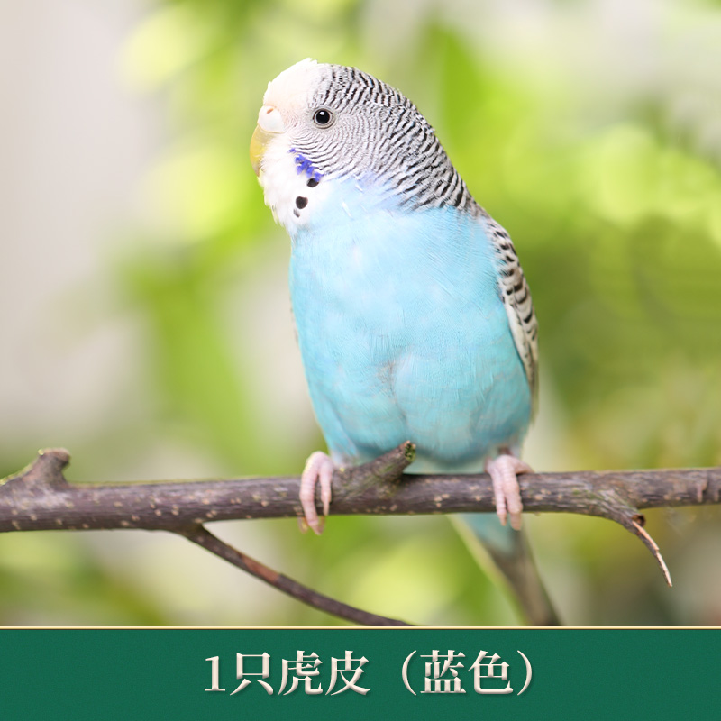 虎皮鹦鹉活鸟会说话的真鸟手养宠物小型小鸟幼鸟活体活物观赏鸟类 蓝