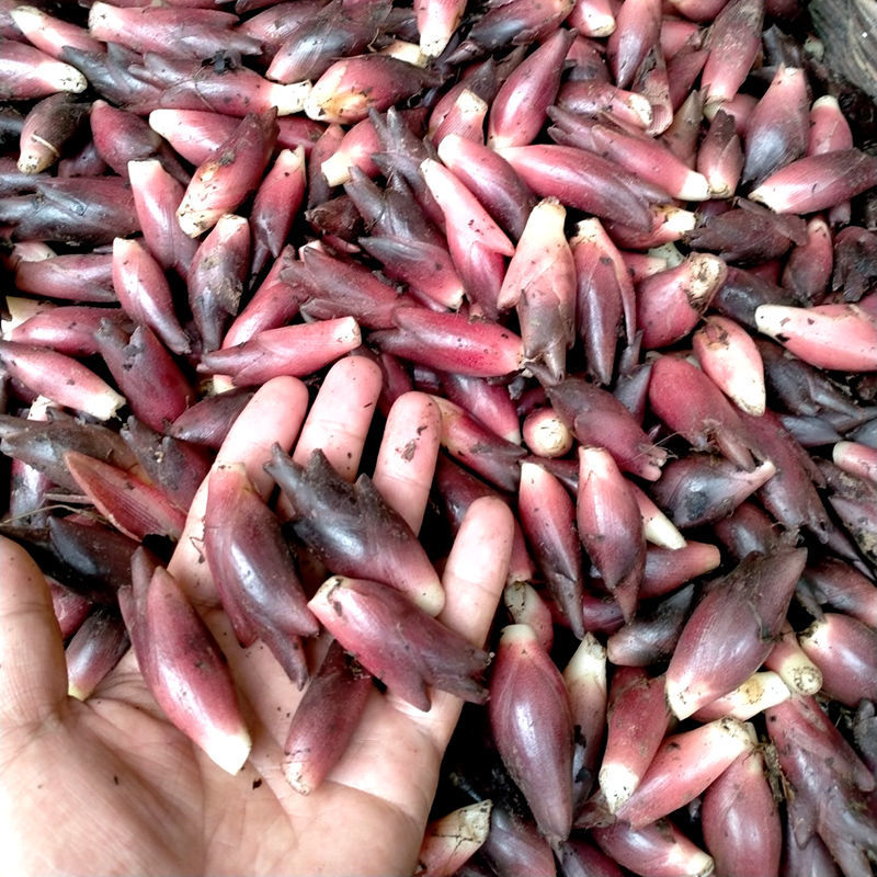 预计返 10 71 中秋热购 洋荷姜阳荷姜新鲜洋河阳和姜洋火姜阳藿洋荷洋胡姜蔬菜 3斤带箱 现货顺丰发 125 6 1评论 95 6元 30元券 预计返 5 33 中秋热购 洋荷姜阳荷姜新鲜洋河阳和姜洋火阳藿洋荷洋胡姜蔬菜 1斤带箱 现货顺丰 77 6 0评论