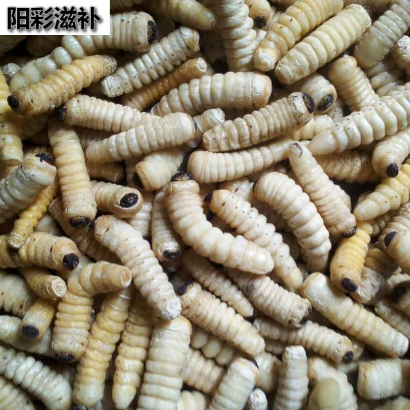 伟博速冻大柴虫大木虫大财虫大木花哈虫木虫天牛幼虫食用高蛋白 1斤