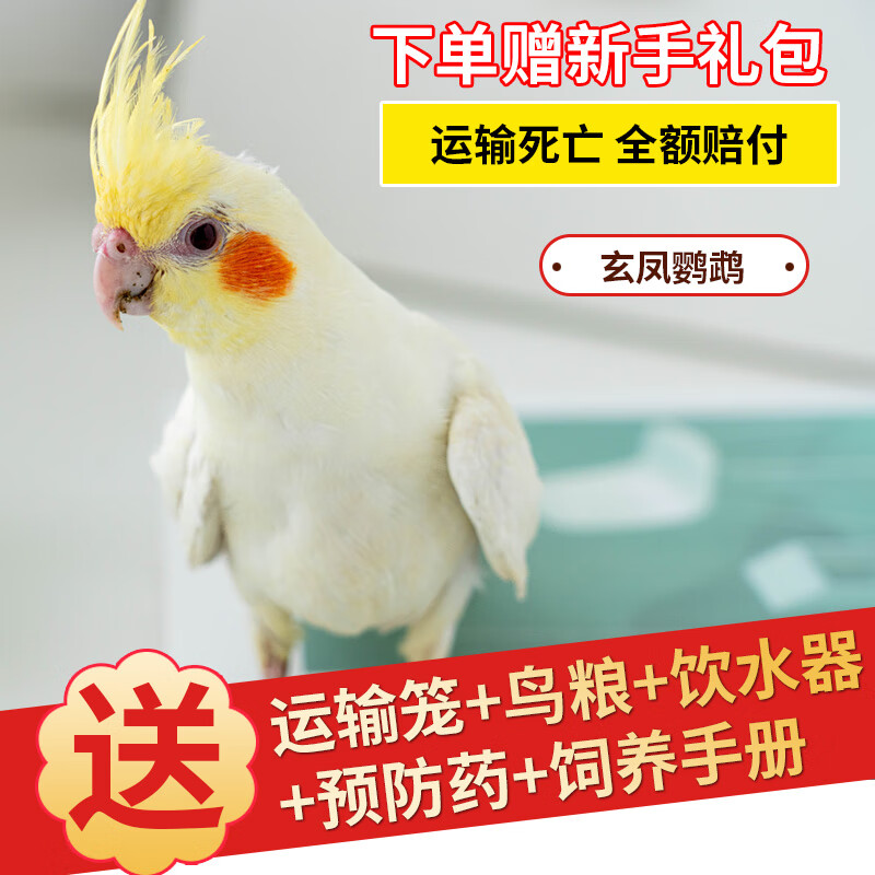 会学说话手养宠物黄化玄凤一对可繁殖鸟活物鹦鹉活鸟 2月笼养黄化玄凤