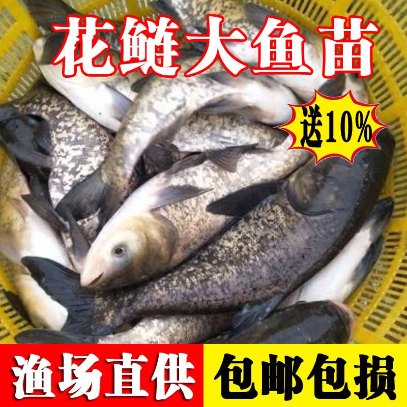 鱼苗大头鱼苗淡水养殖食用冷水雄鱼苗活体鲢鳙胖头鱼苗花鲢鱼鱼苗批发