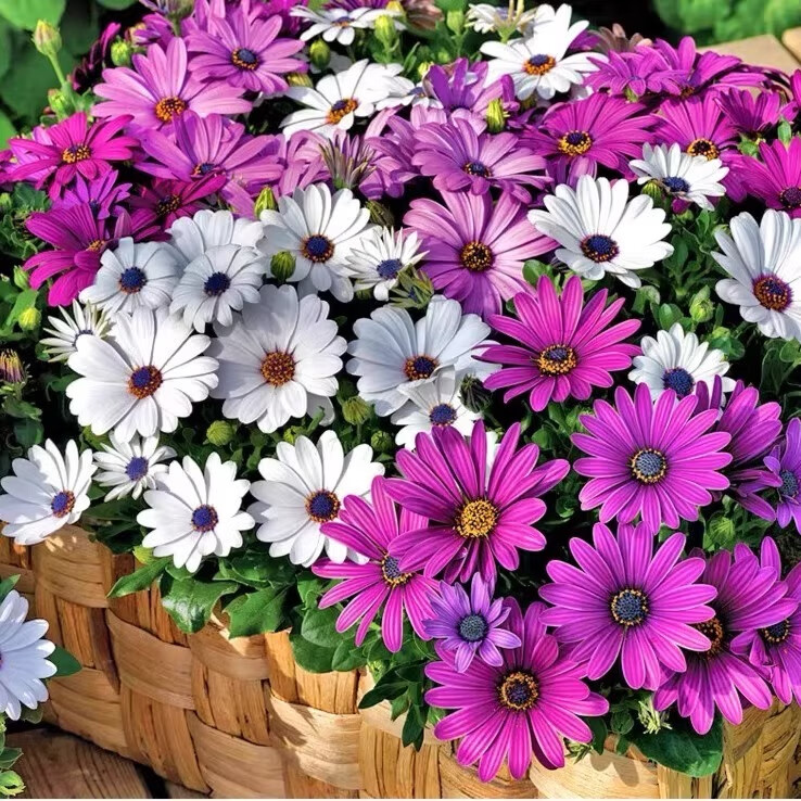 【两盆颜色随机】蓝目菊180#(加仑盆);不含盆