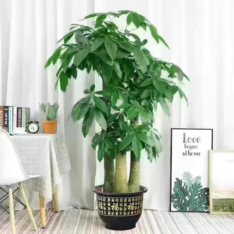 花语奇萌发财树盆栽客厅招财进宝乔迁新居步步高三杆树大型办公室送礼