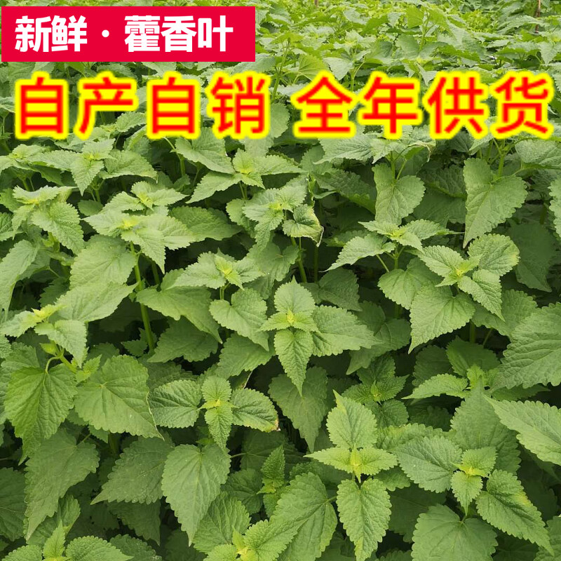淡雪天使四川新鲜藿香叶芭蒿大茴香鱼香叶带杆做鱼调料豆花蘸料藿香菜
