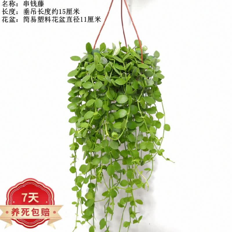购优汇串钱藤吊兰绿植盆栽钱多多吊金钱悬挂垂吊室内花卉植物z8 小盆