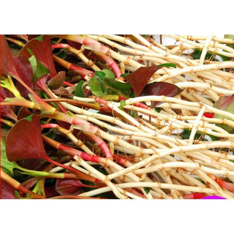 鱼腥草新鲜 折耳根新鲜猪鼻孔节节根四川特产嫩芽 侧耳根叶子带根