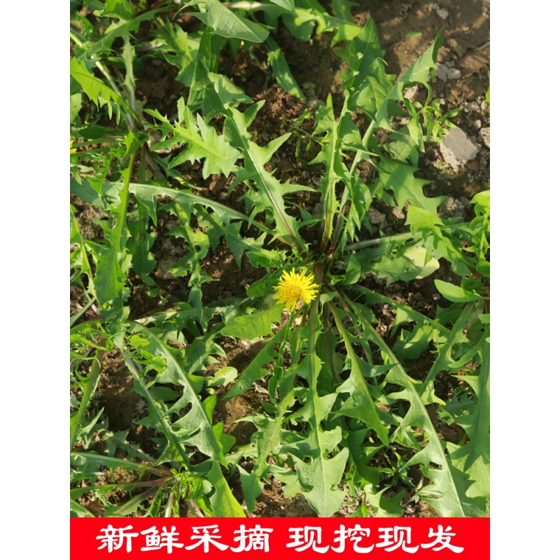 蒲公英新鲜5斤现挖 山野菜菜苦菜婆婆丁花东北蘸酱菜嫩叶草 1500g